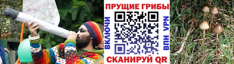 Галлюциногенные грибы MAGIC MUSHROOMS  Торопец 